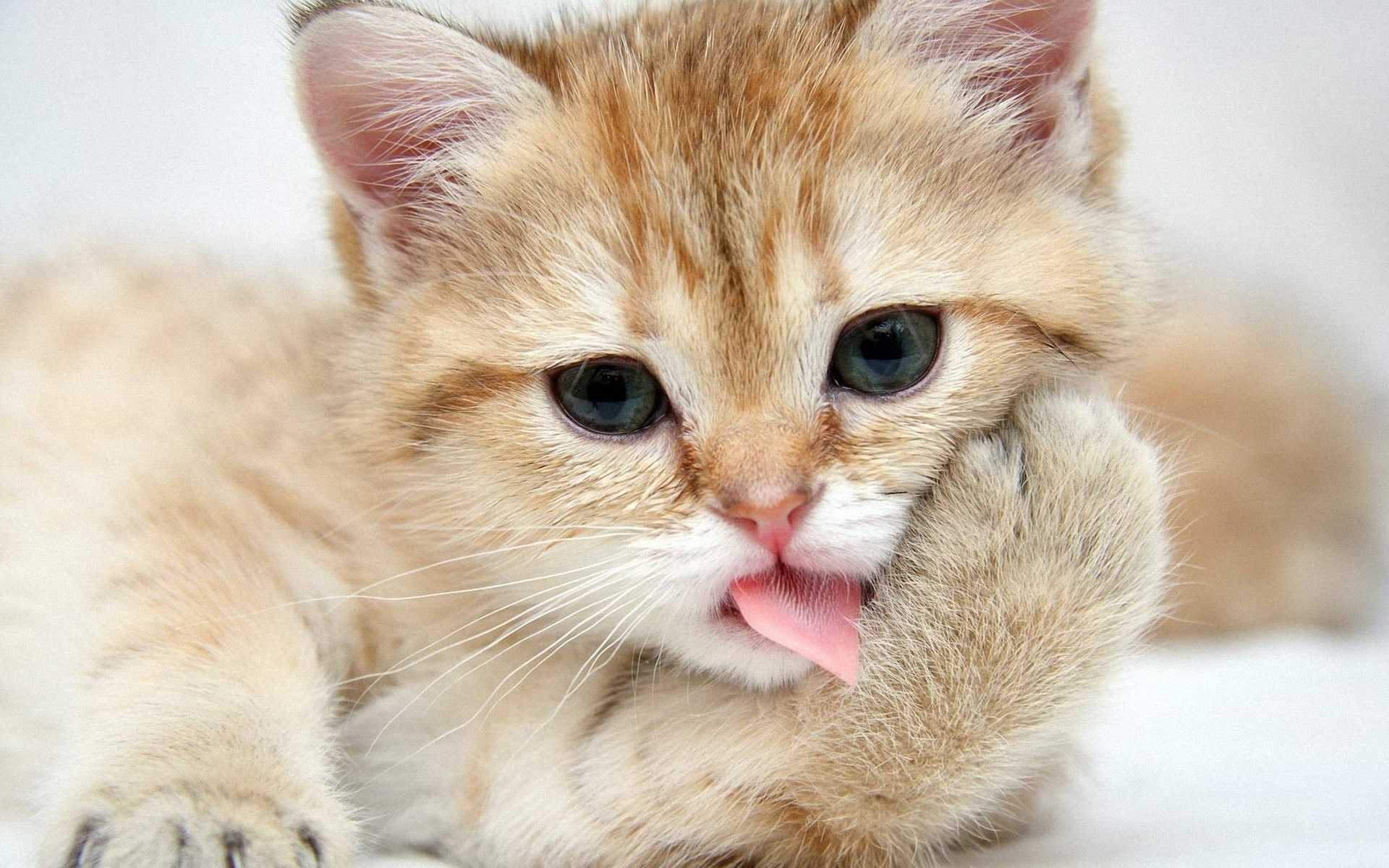 Cute Cat Hd IphoneWallpapers