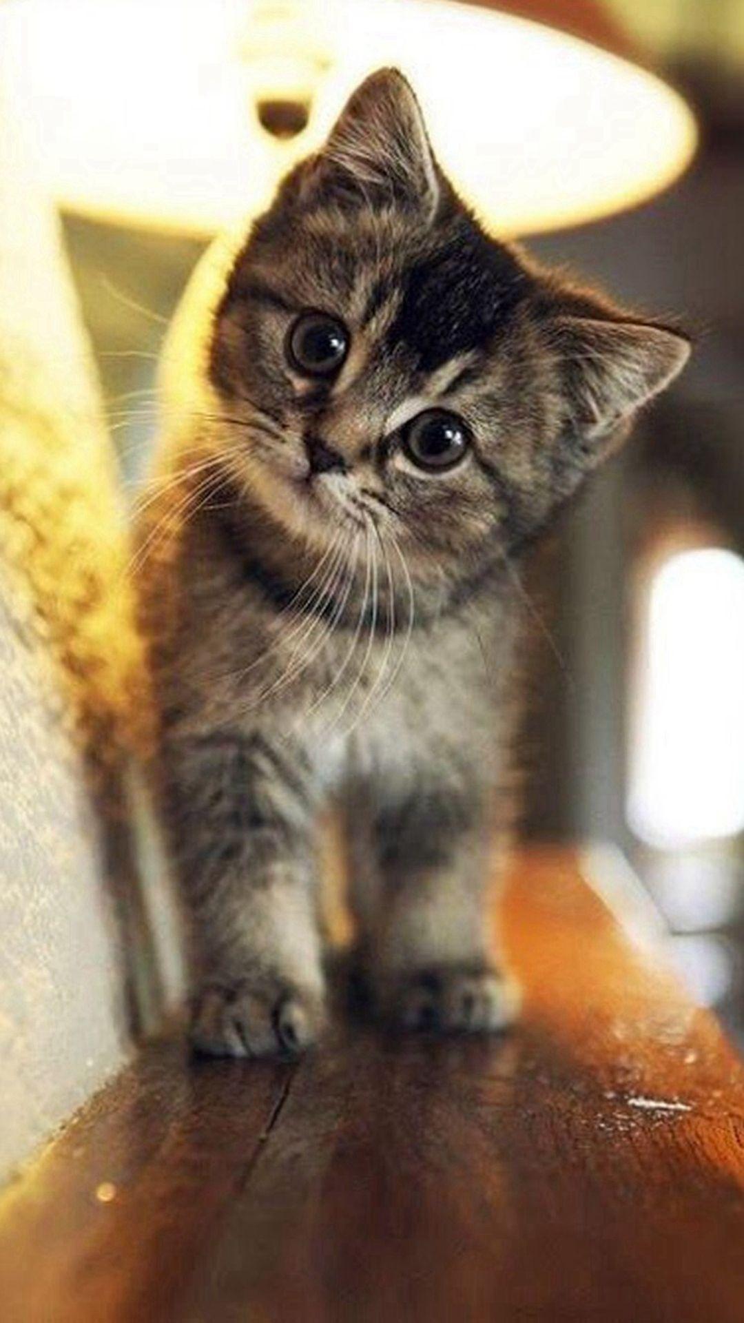 Cute Cat Iphone Wallpapers