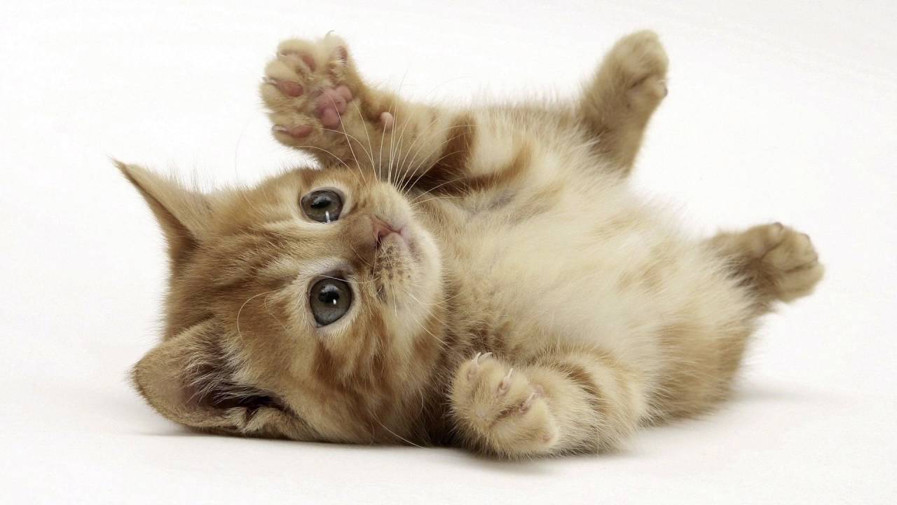 Cute CatWallpapers