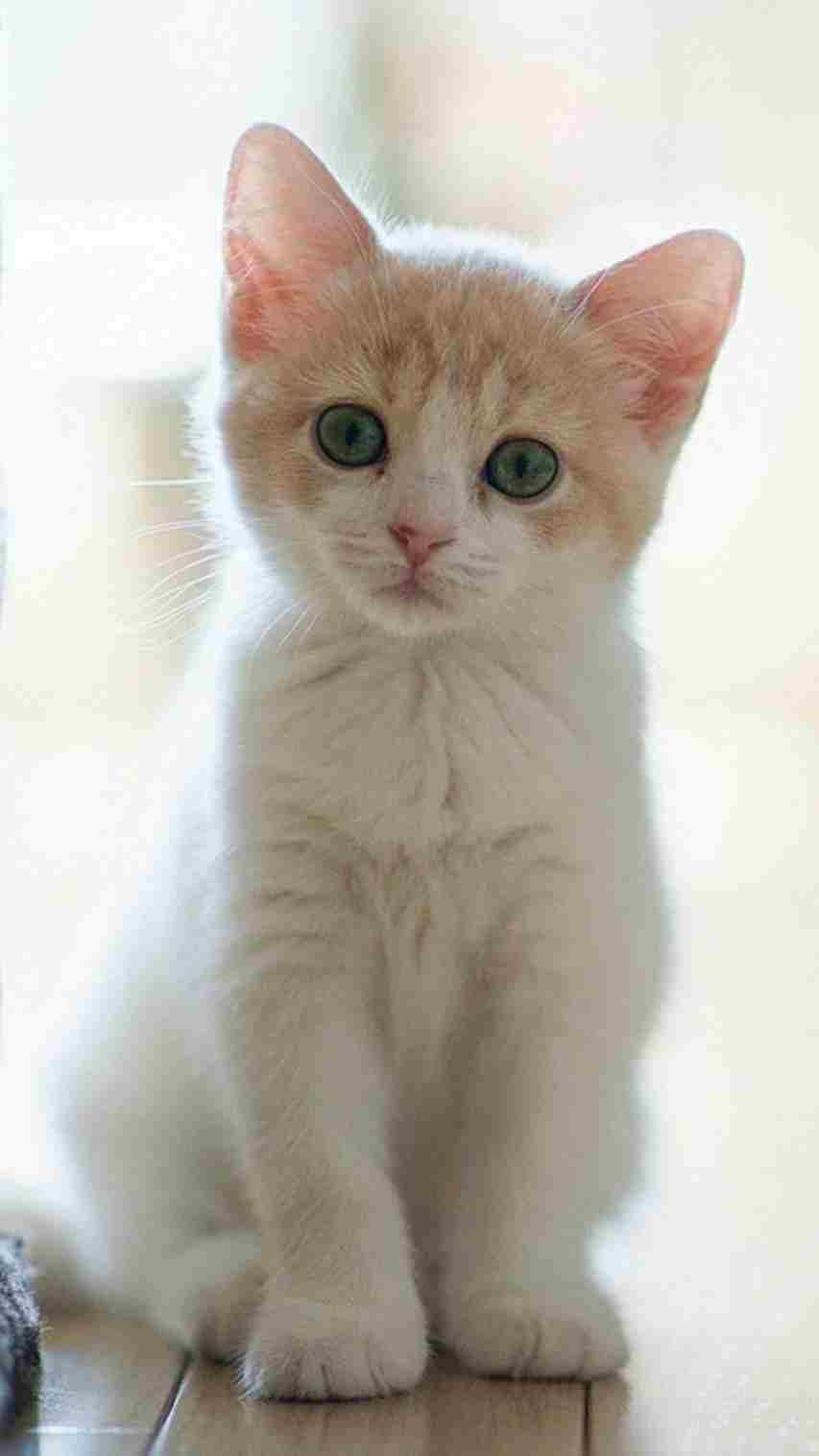 Cute CatWallpapers