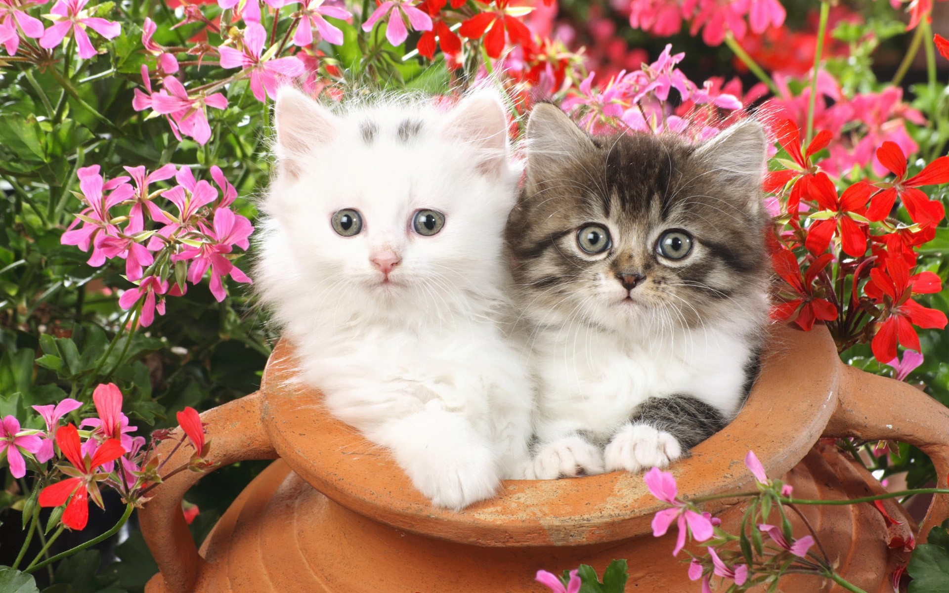 Cute Cats And Kittens Wallpapers