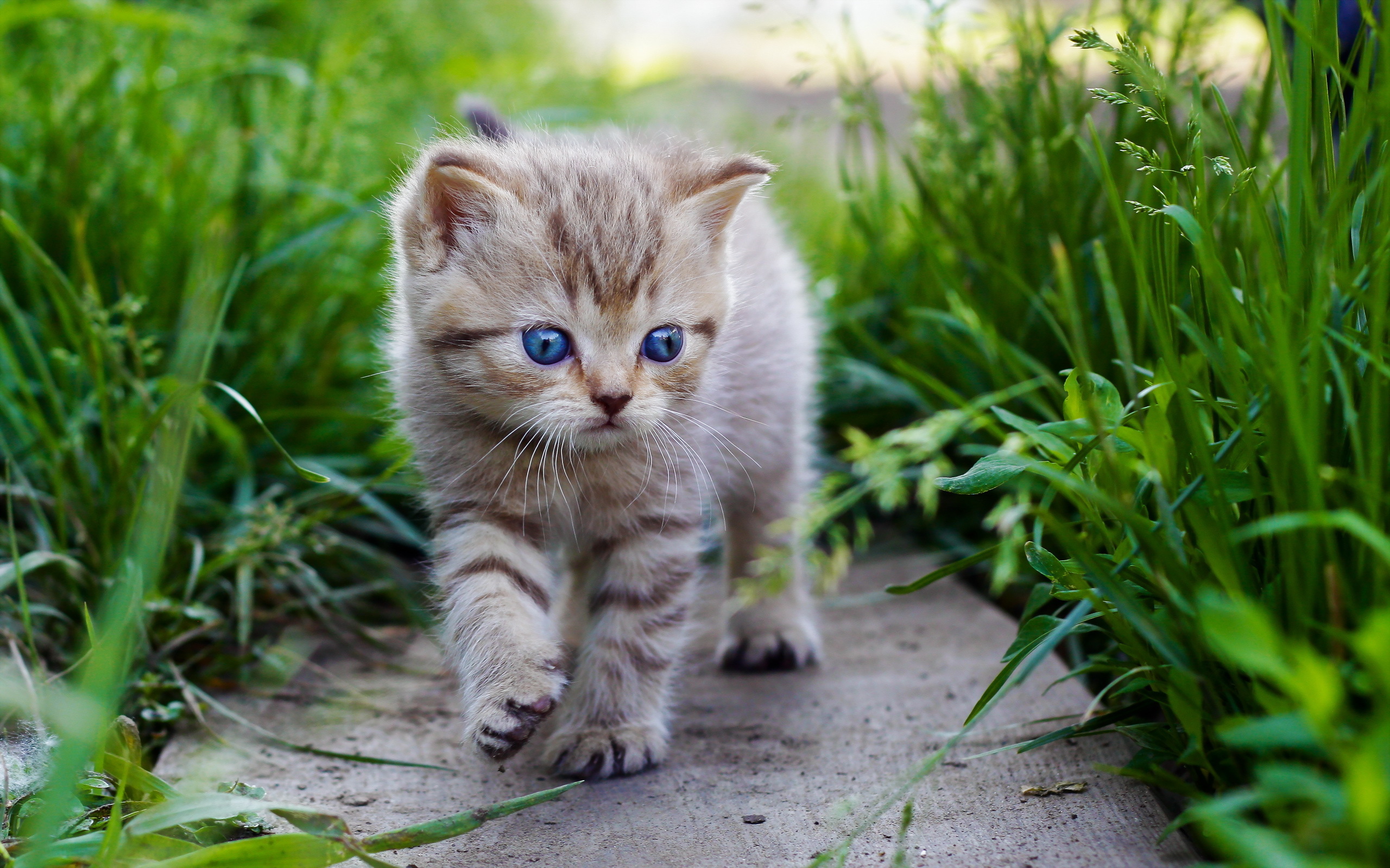 Cute Cats And Kittens Wallpapers