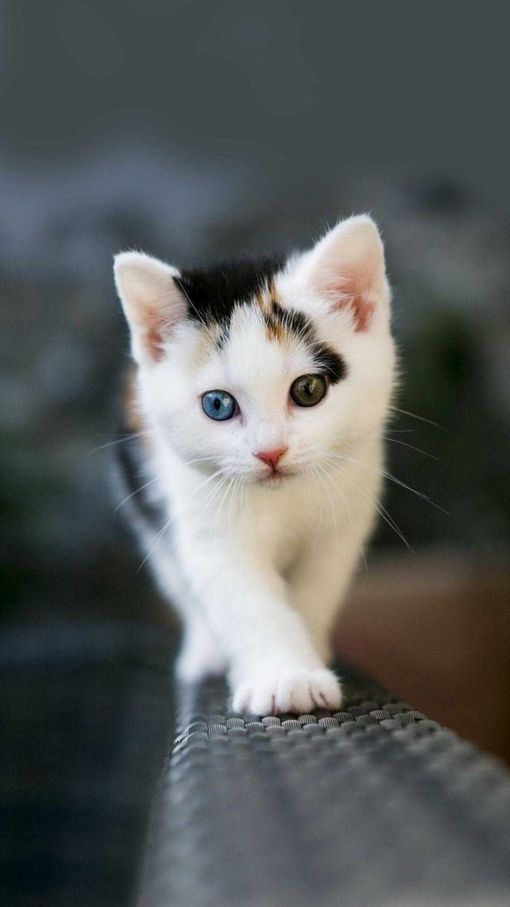 Cute Cats And Kittens Wallpapers