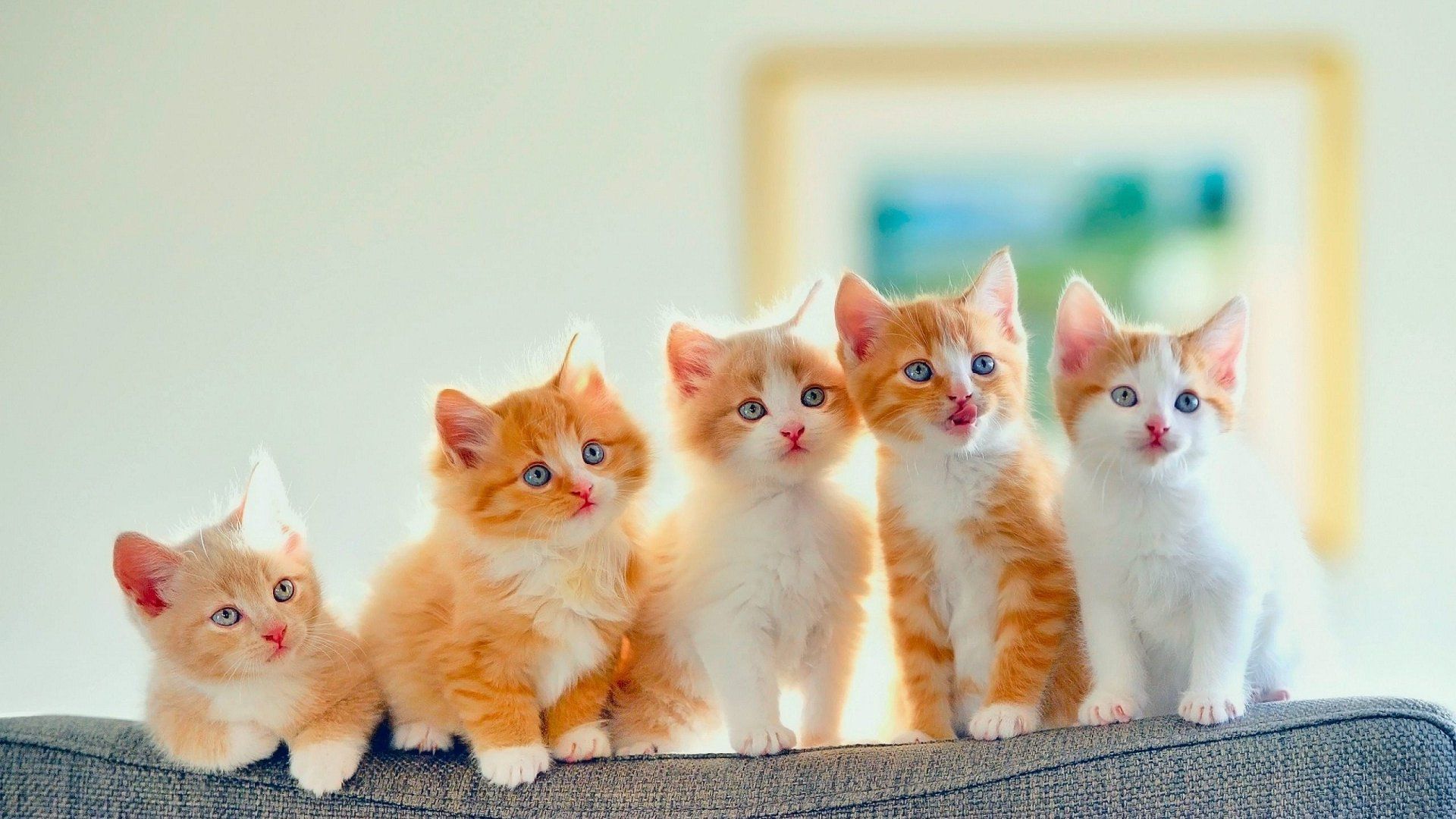 Cute Cats And Kittens Wallpapers