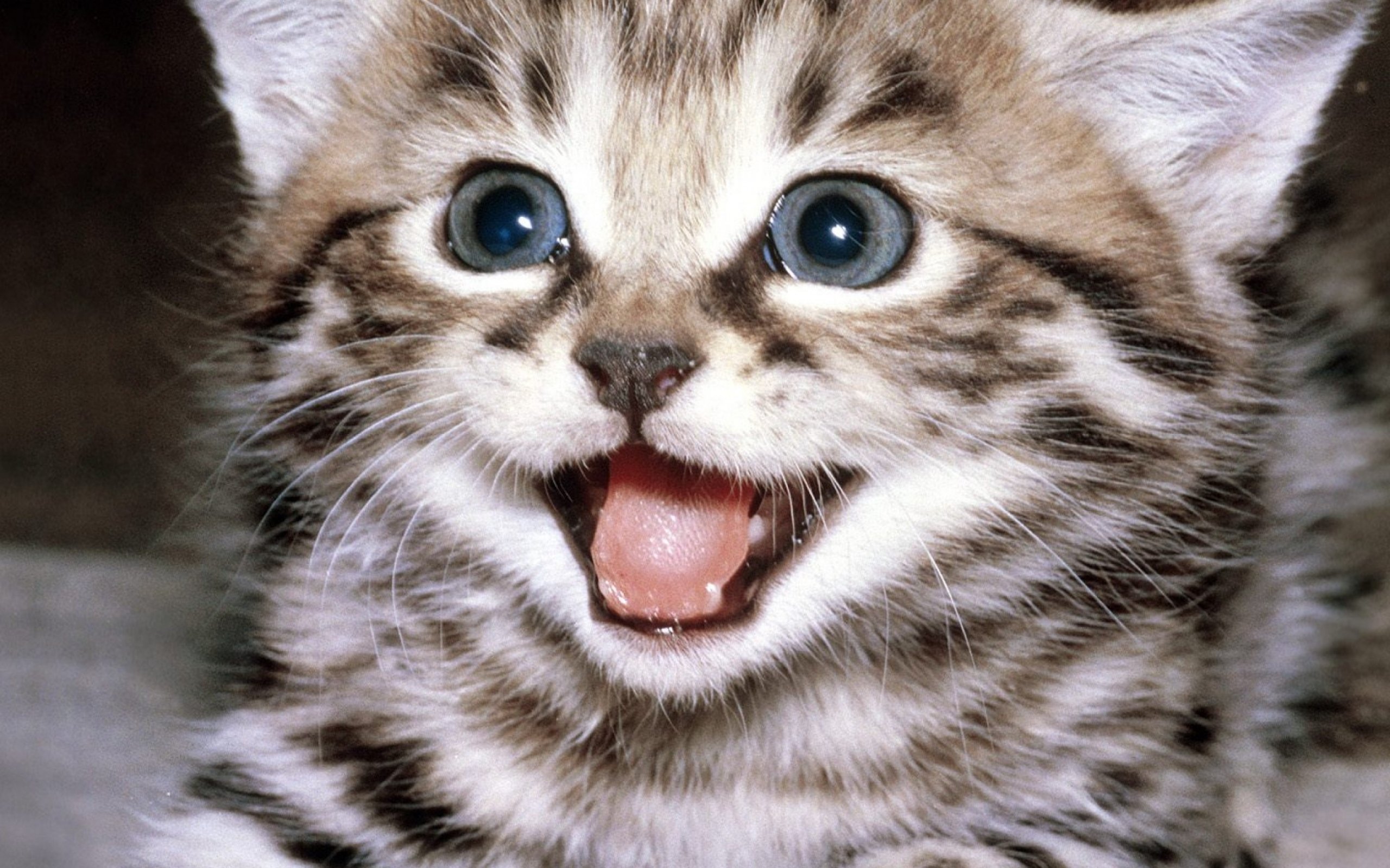 Cute Cats And Kittens Wallpapers