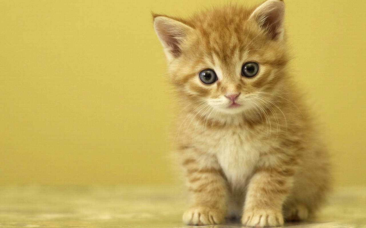 Cute Cats And Kittens Wallpapers