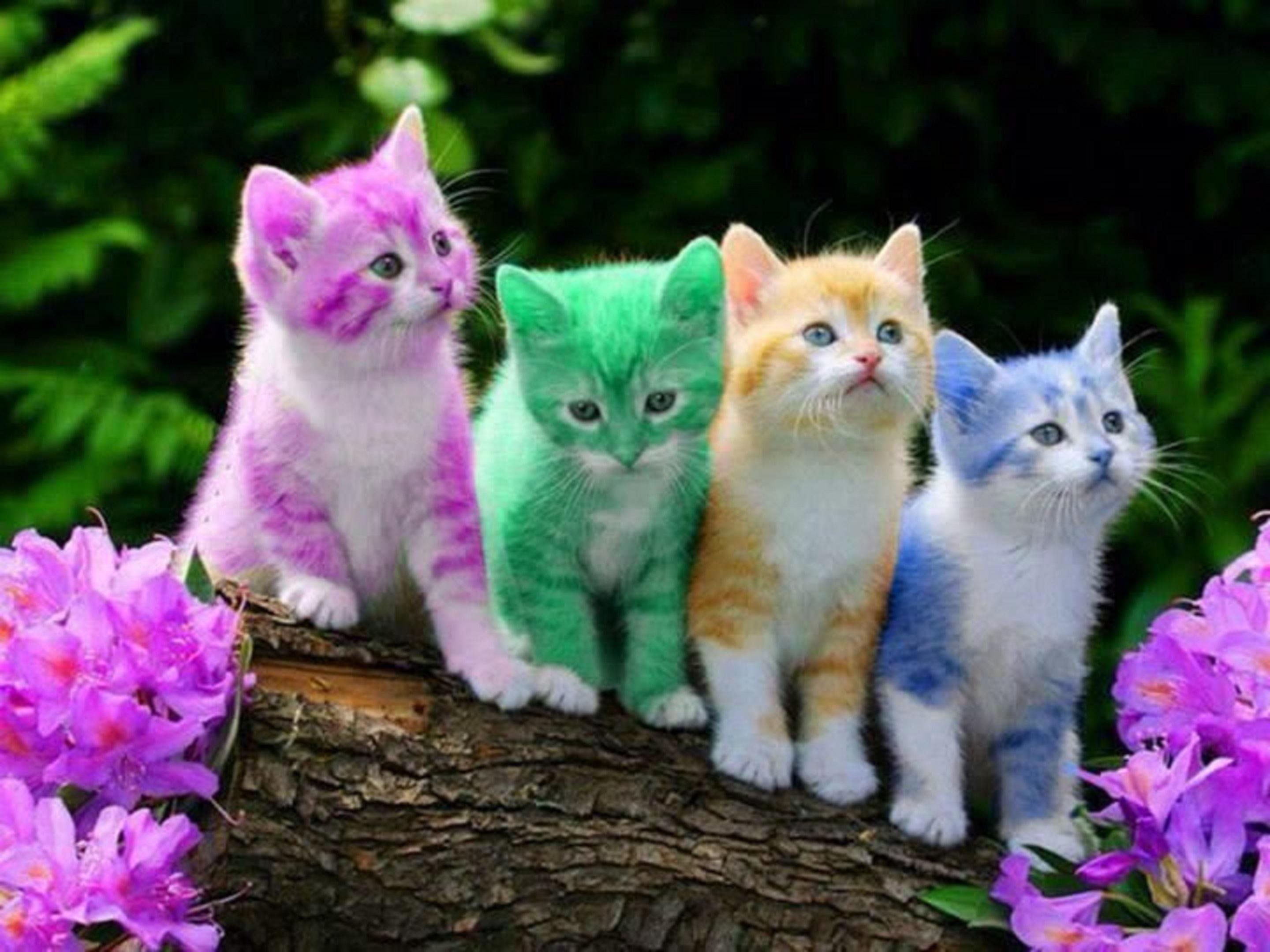 Cute Cats And Kittens Wallpapers