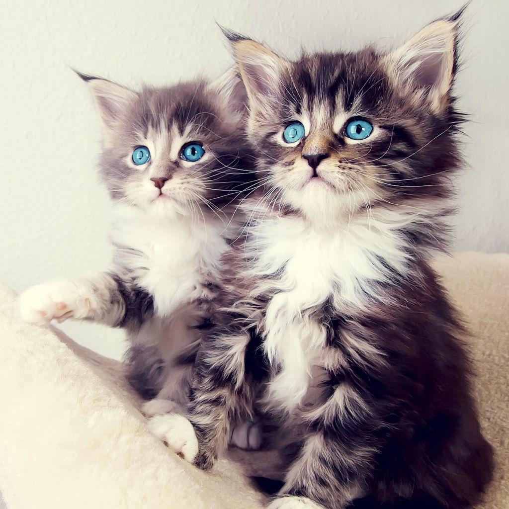 Cute Cats And Kittens Wallpapers