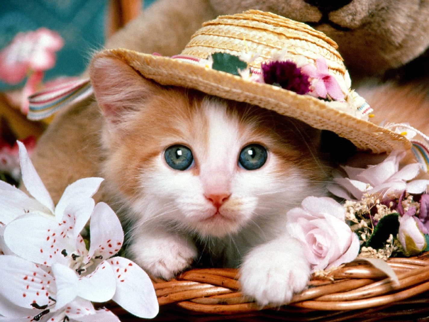 Cute Cats And Kittens Wallpapers