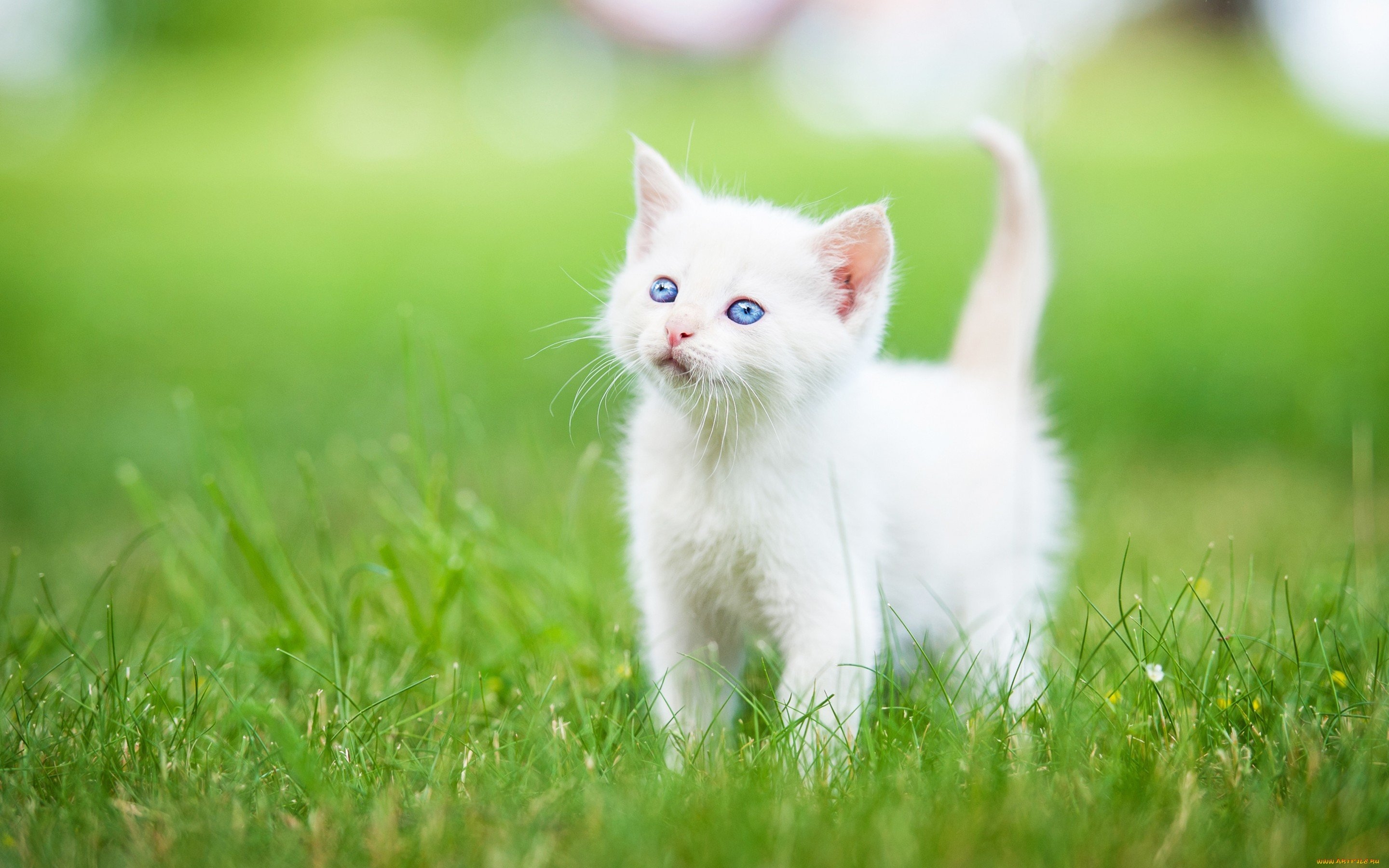 Cute Cats And Kittens Wallpapers