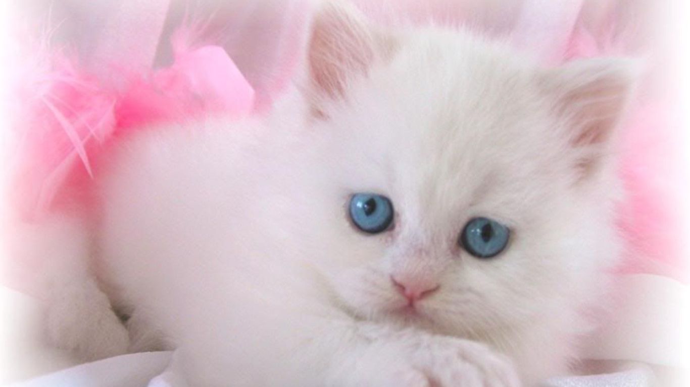 Cute Cats And Kittens Wallpapers