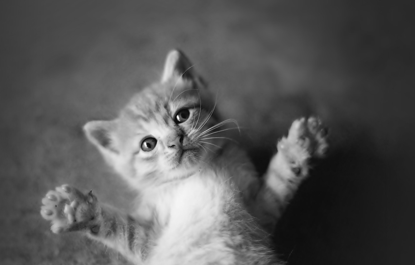 Cute Cats And Kittens Wallpapers