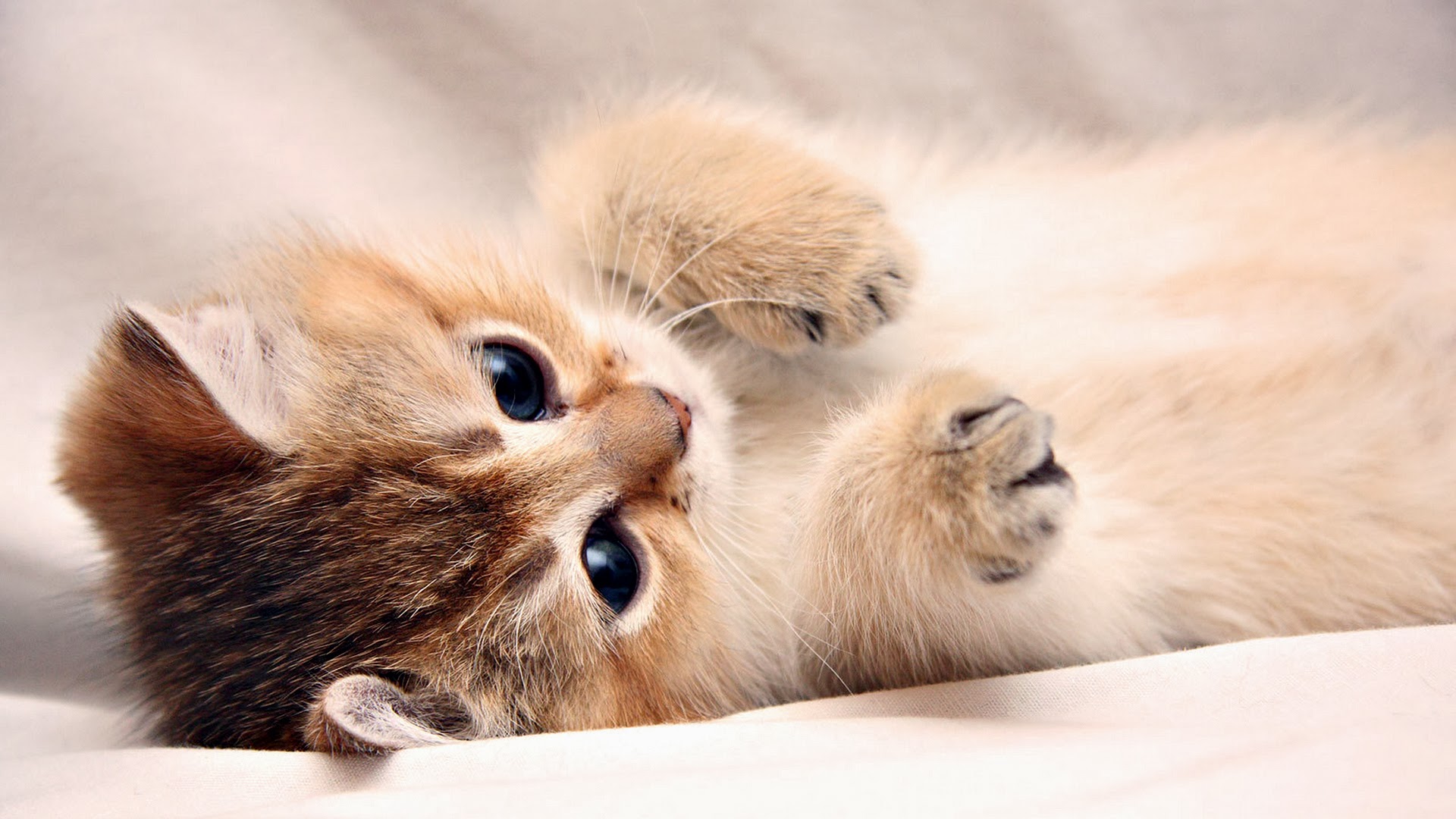 Cute Cats  Wallpapers