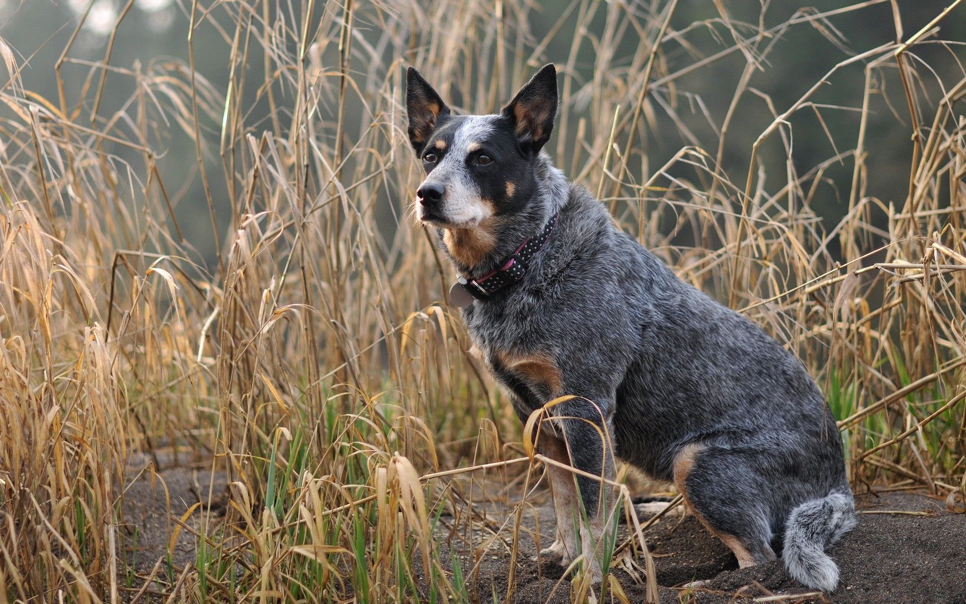 Cute Cattle Dog Wallpapers