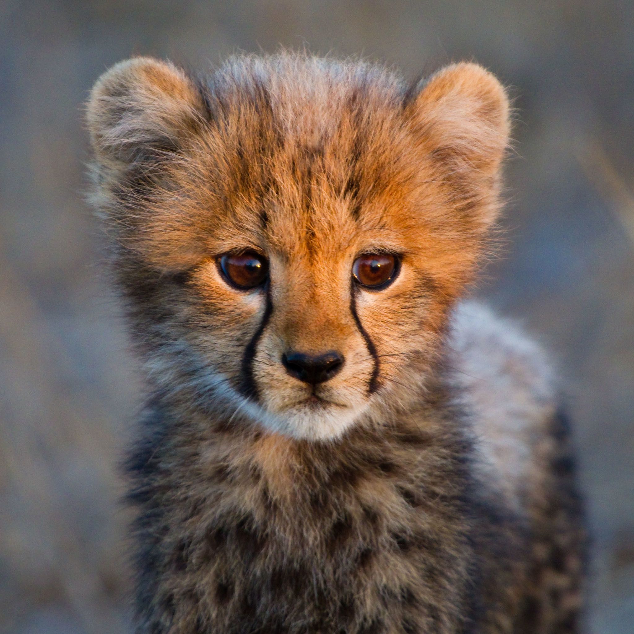 Cute Cheetah Wallpapers