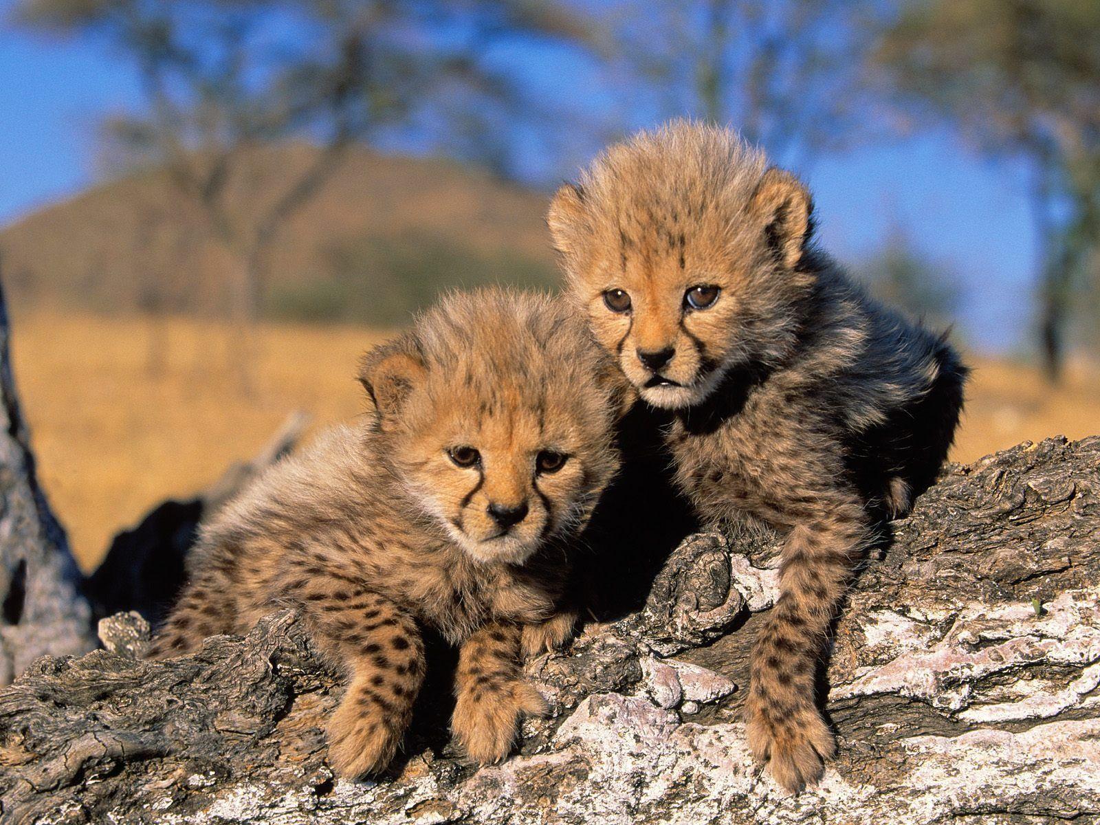 Cute Cheetah Wallpapers