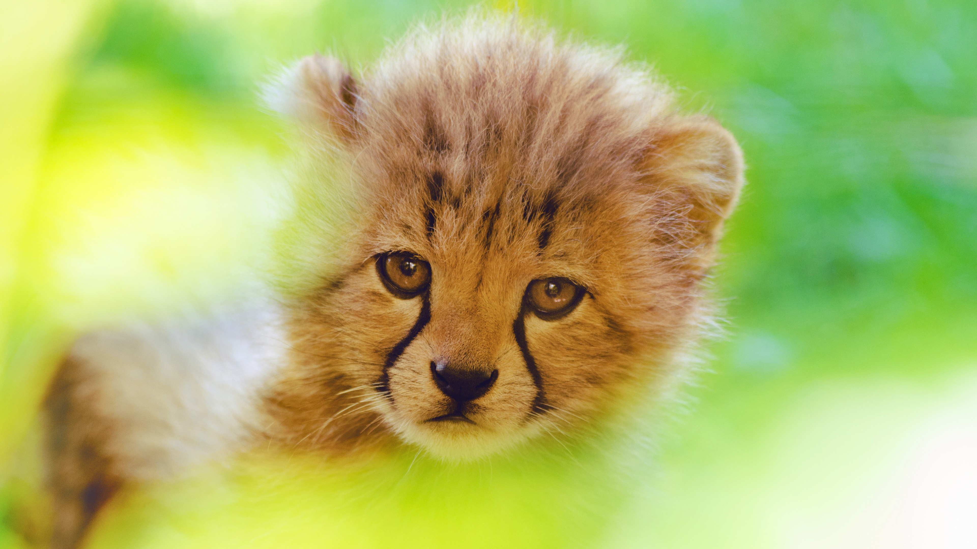 Cute Cheetah Wallpapers