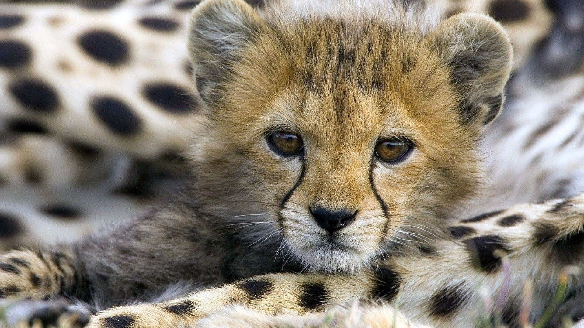 Cute Cheetah Wallpapers