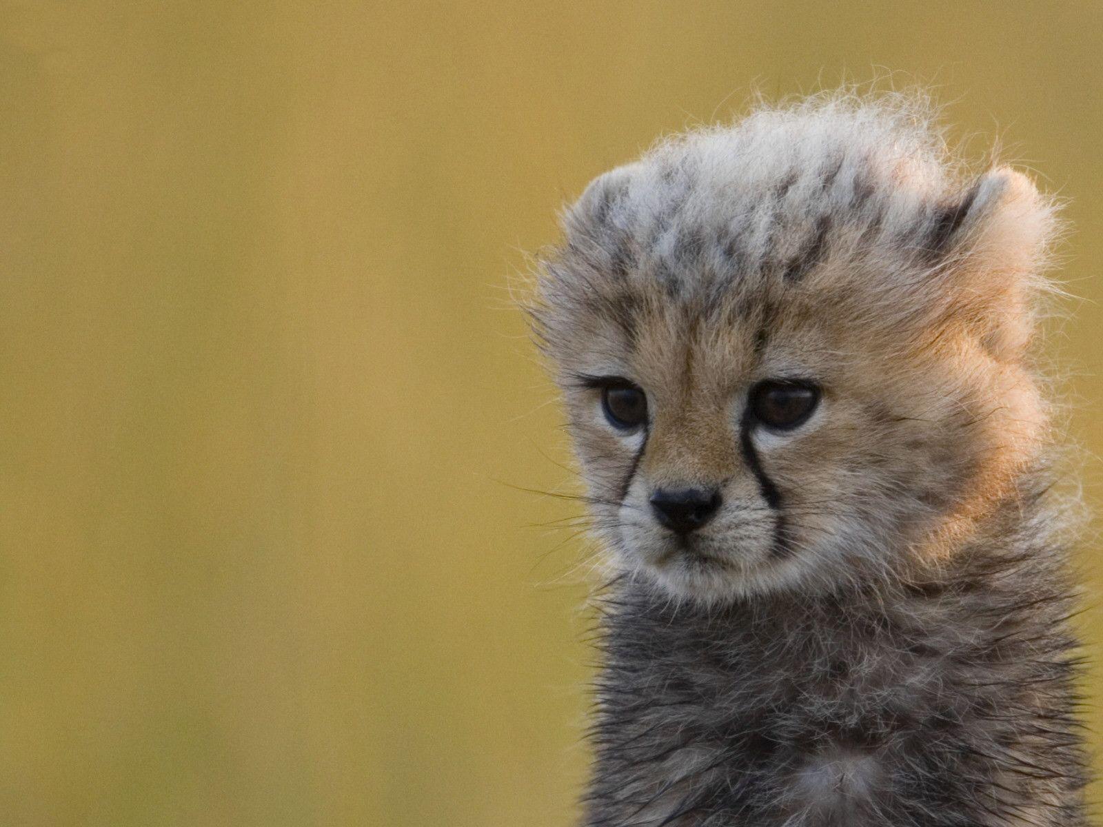 Cute Cheetah Wallpapers