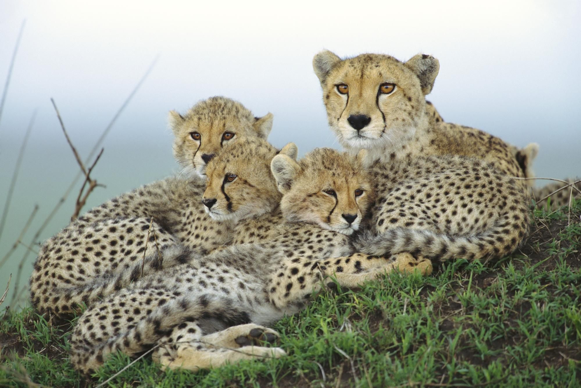 Cute Cheetah Wallpapers