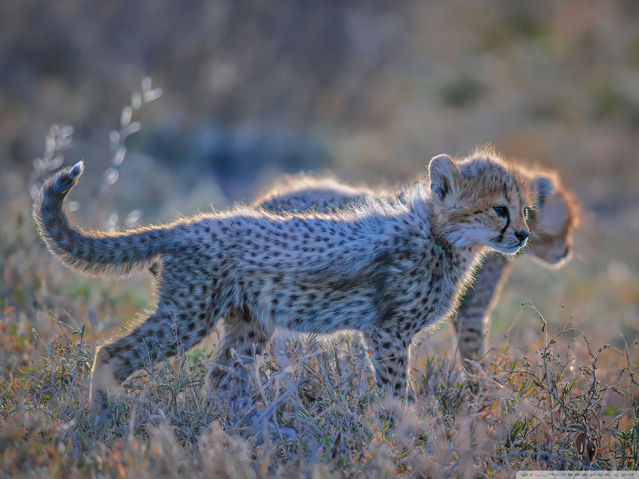 Cute Cheetah Wallpapers