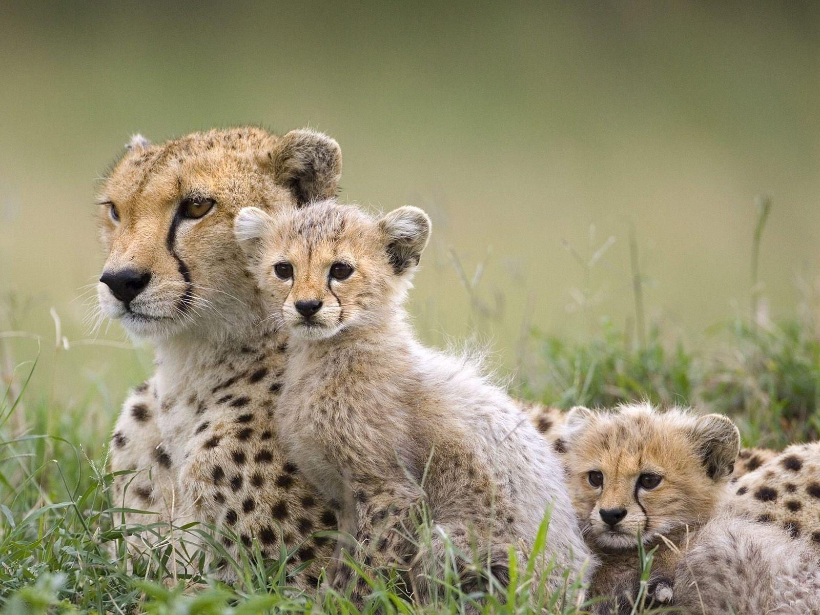 Cute Cheetah Wallpapers