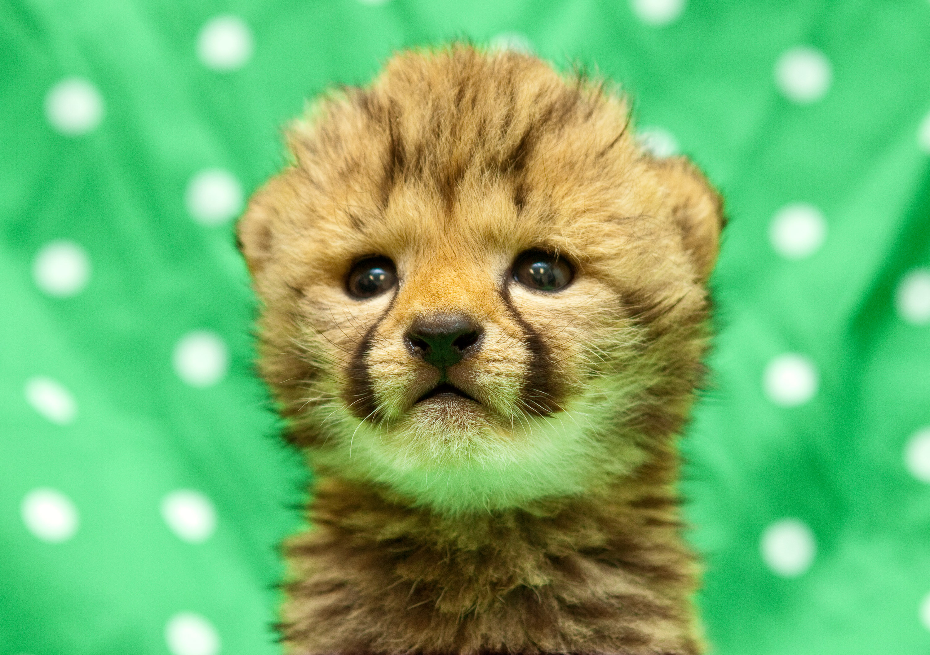 Cute Cheetah Wallpapers