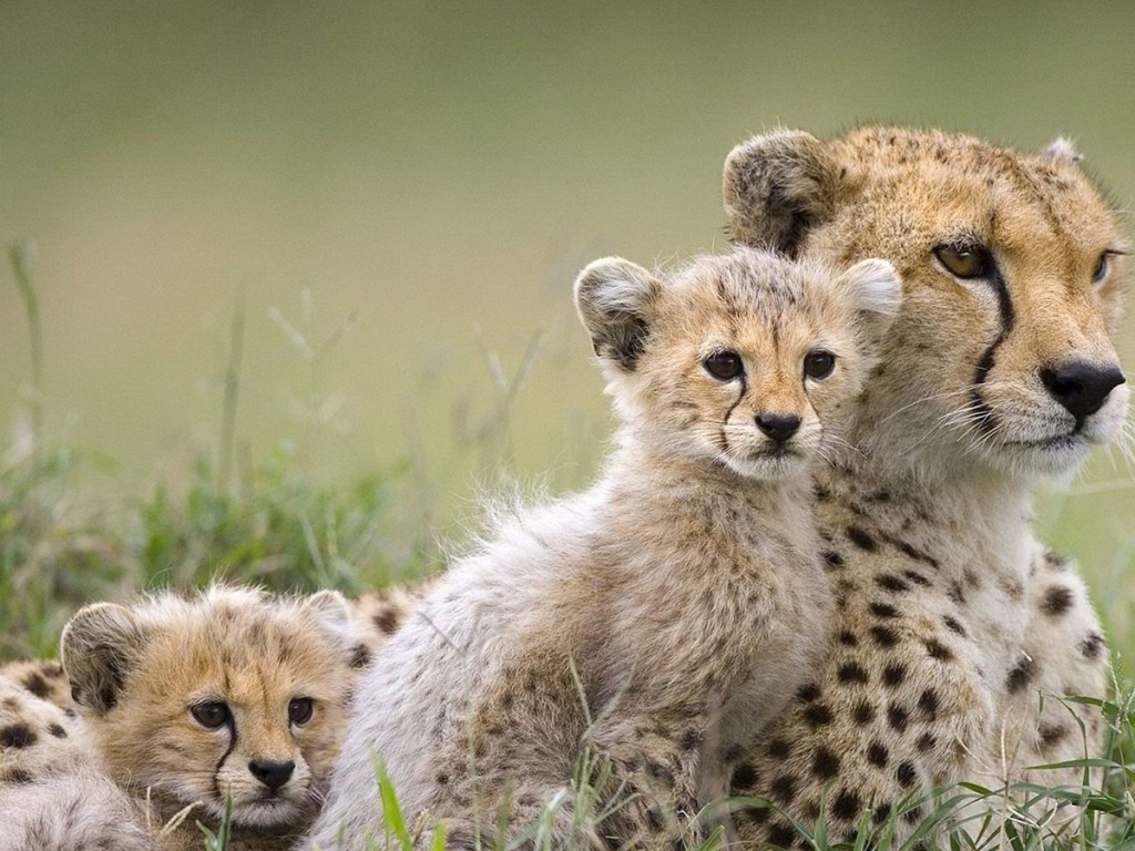 Cute Cheetah Wallpapers