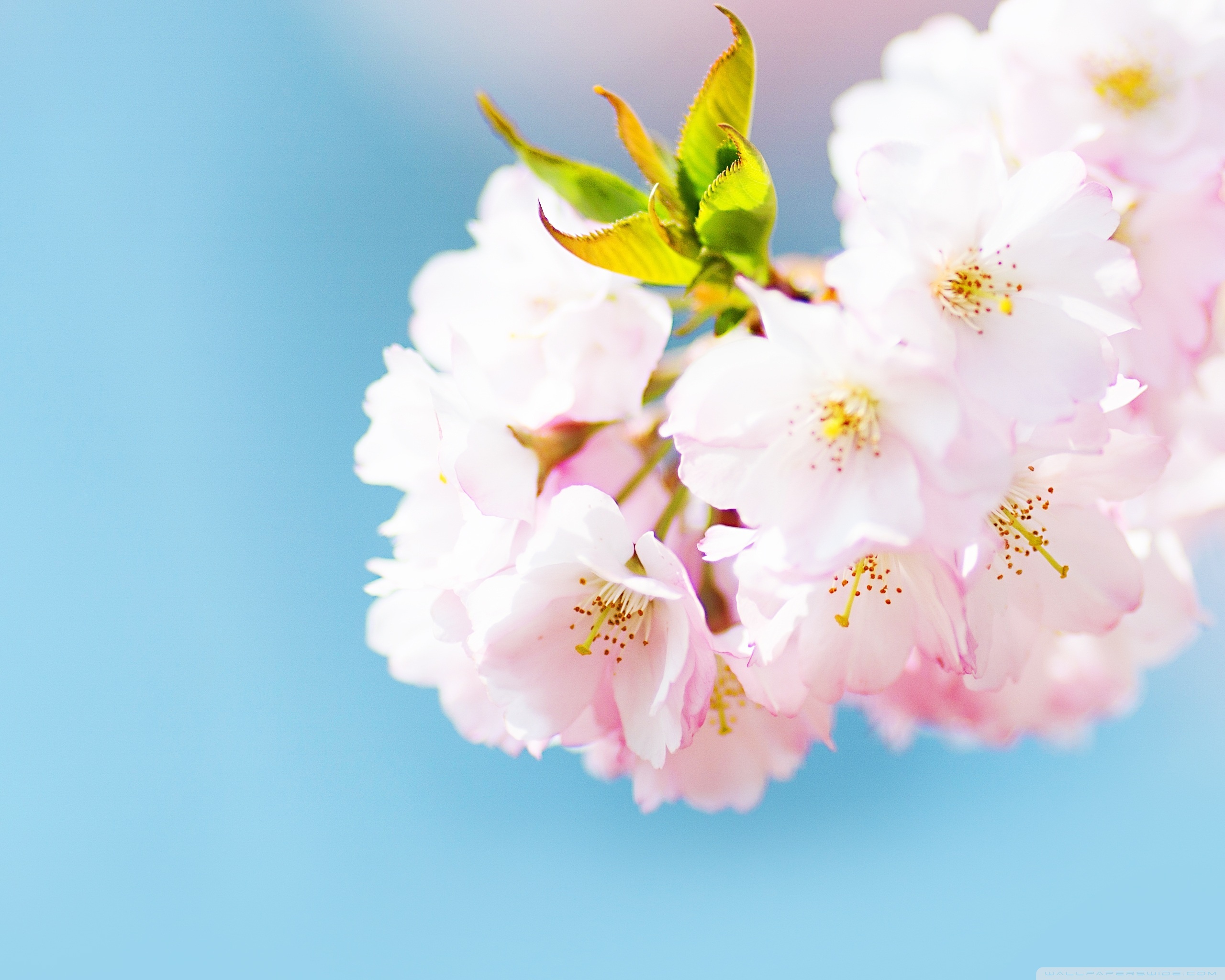 Cute Cherry Blossom Wallpapers