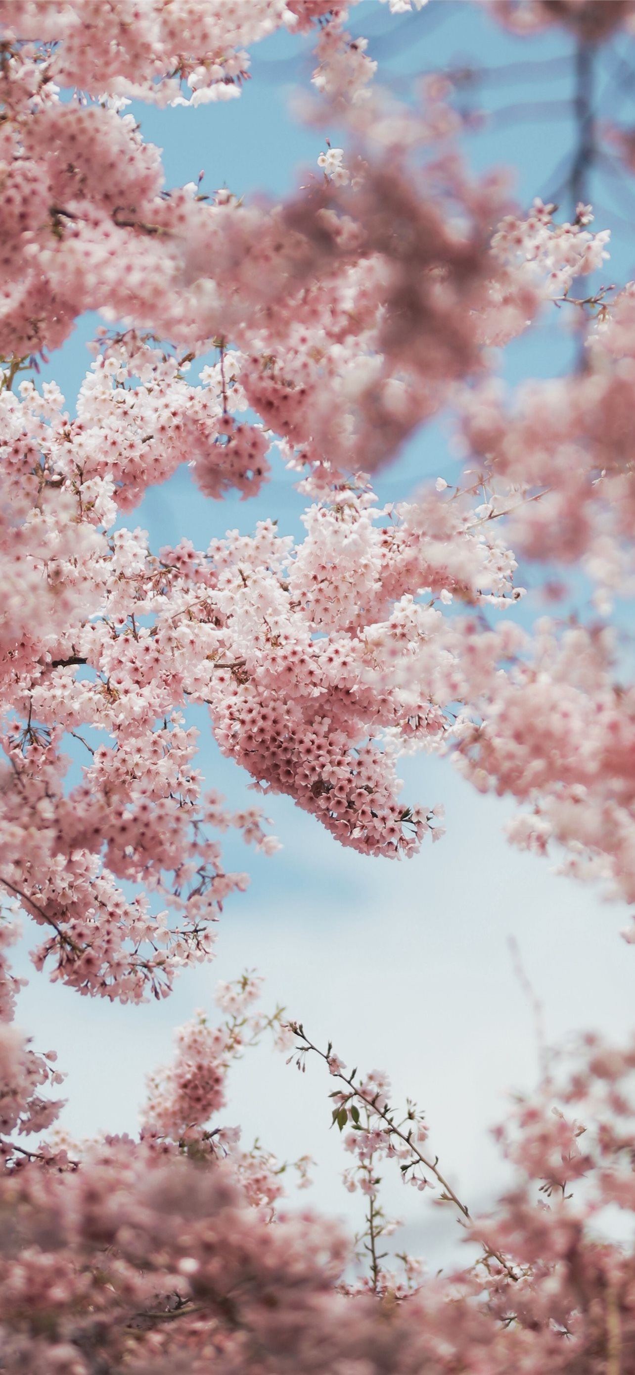 Cute Cherry Blossom Wallpapers