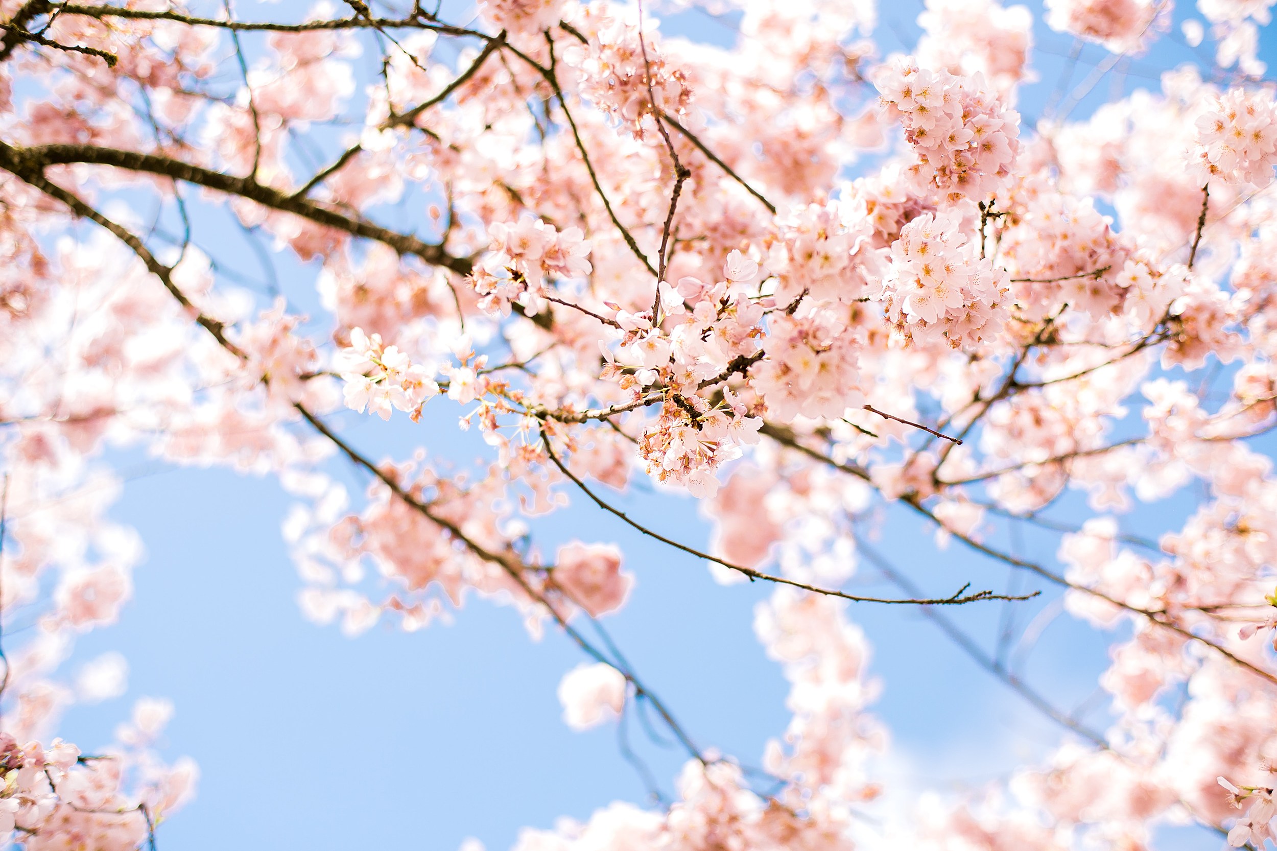 Cute Cherry Blossom Wallpapers