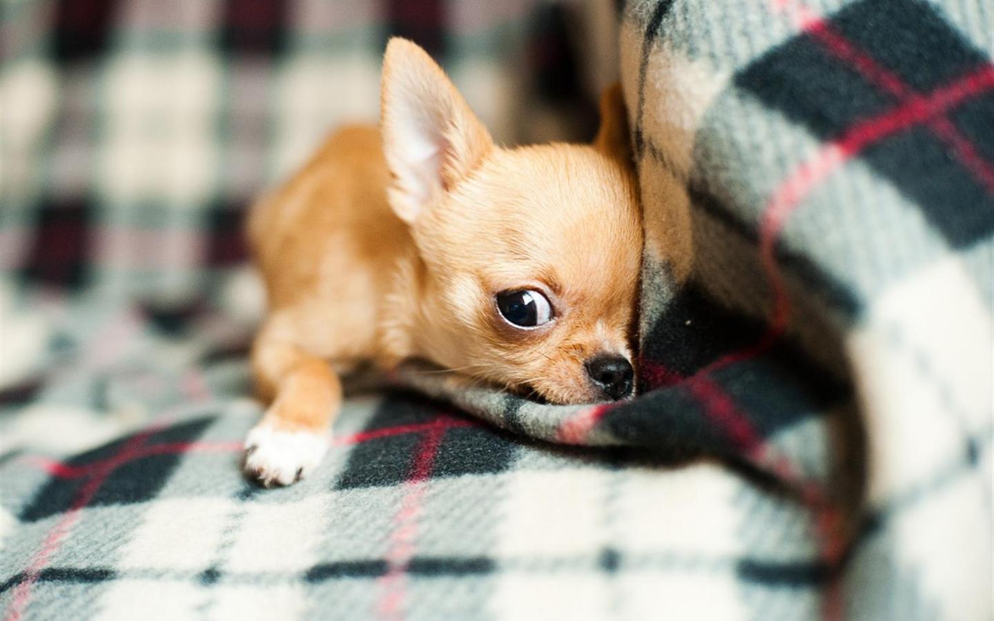 Cute Chihuahua Dogs Wallpapers