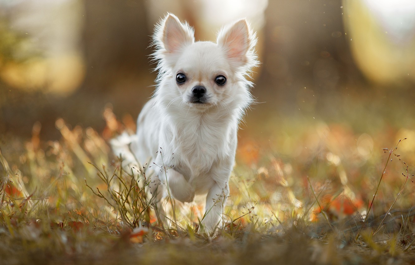 Cute Chihuahua Dogs Wallpapers