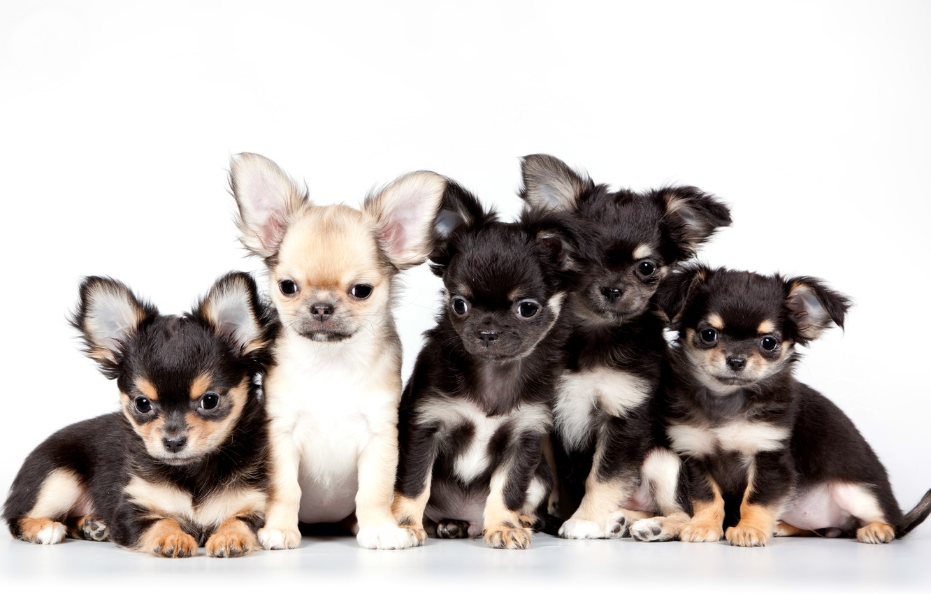 Cute Chihuahua Dogs Wallpapers