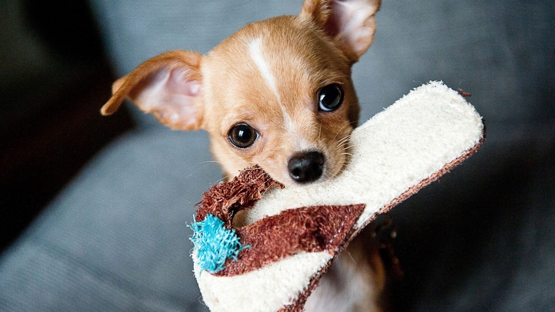 Cute Chihuahua Dogs Wallpapers