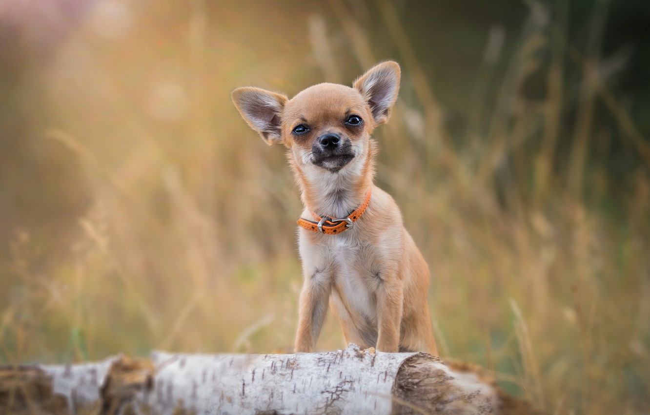 Cute Chihuahua Dogs Wallpapers