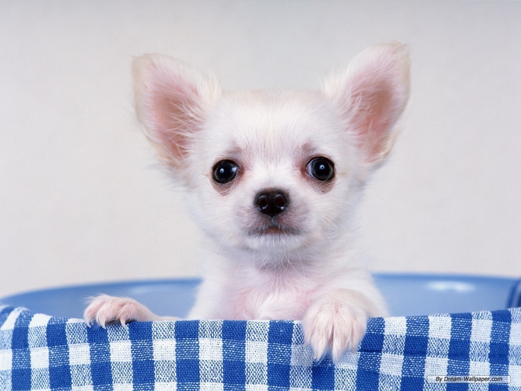 Cute Chihuahua Dogs Wallpapers