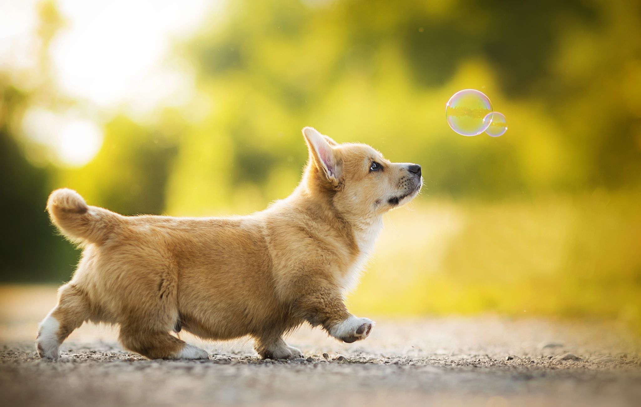 Cute CorgiWallpapers