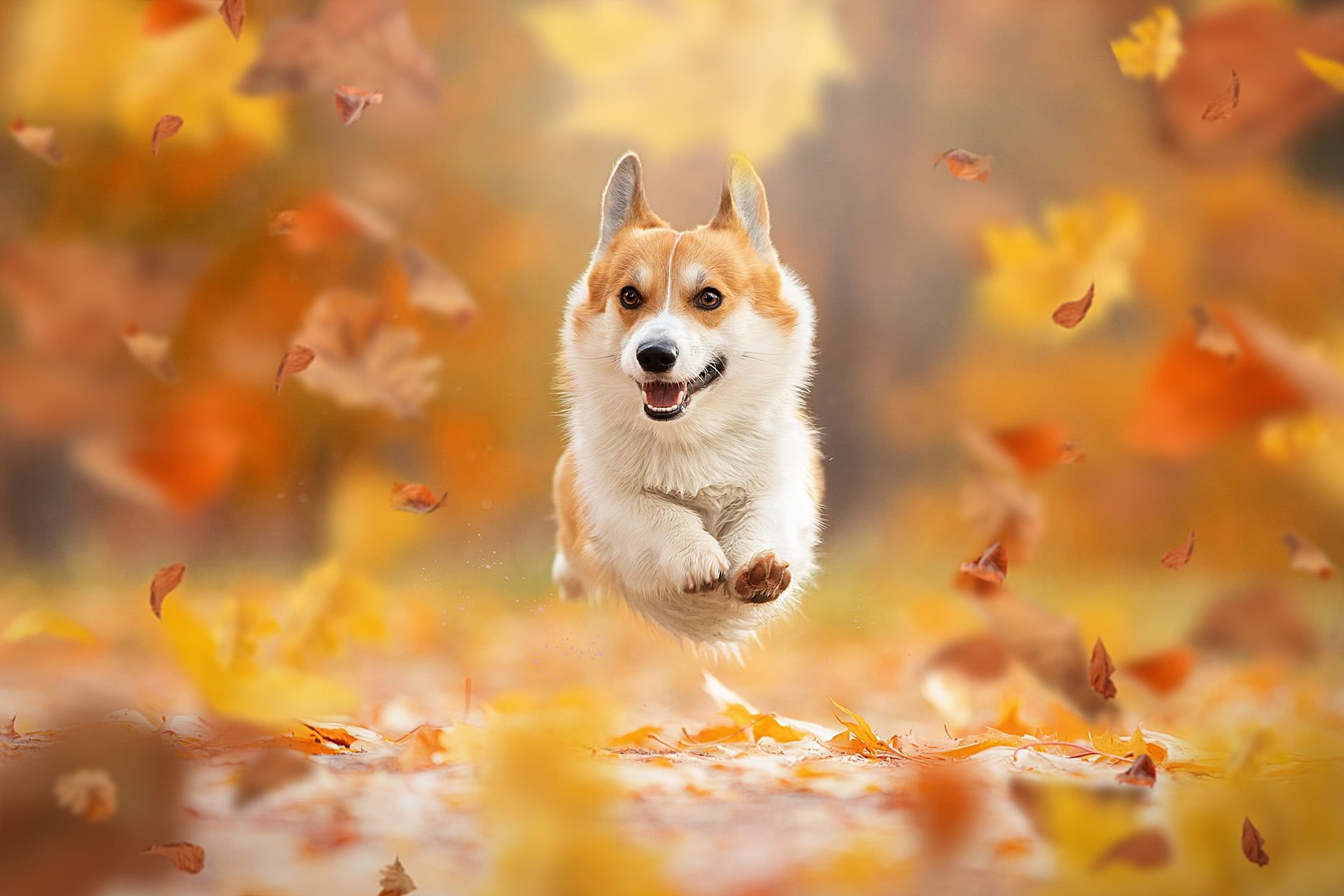 Cute CorgiWallpapers