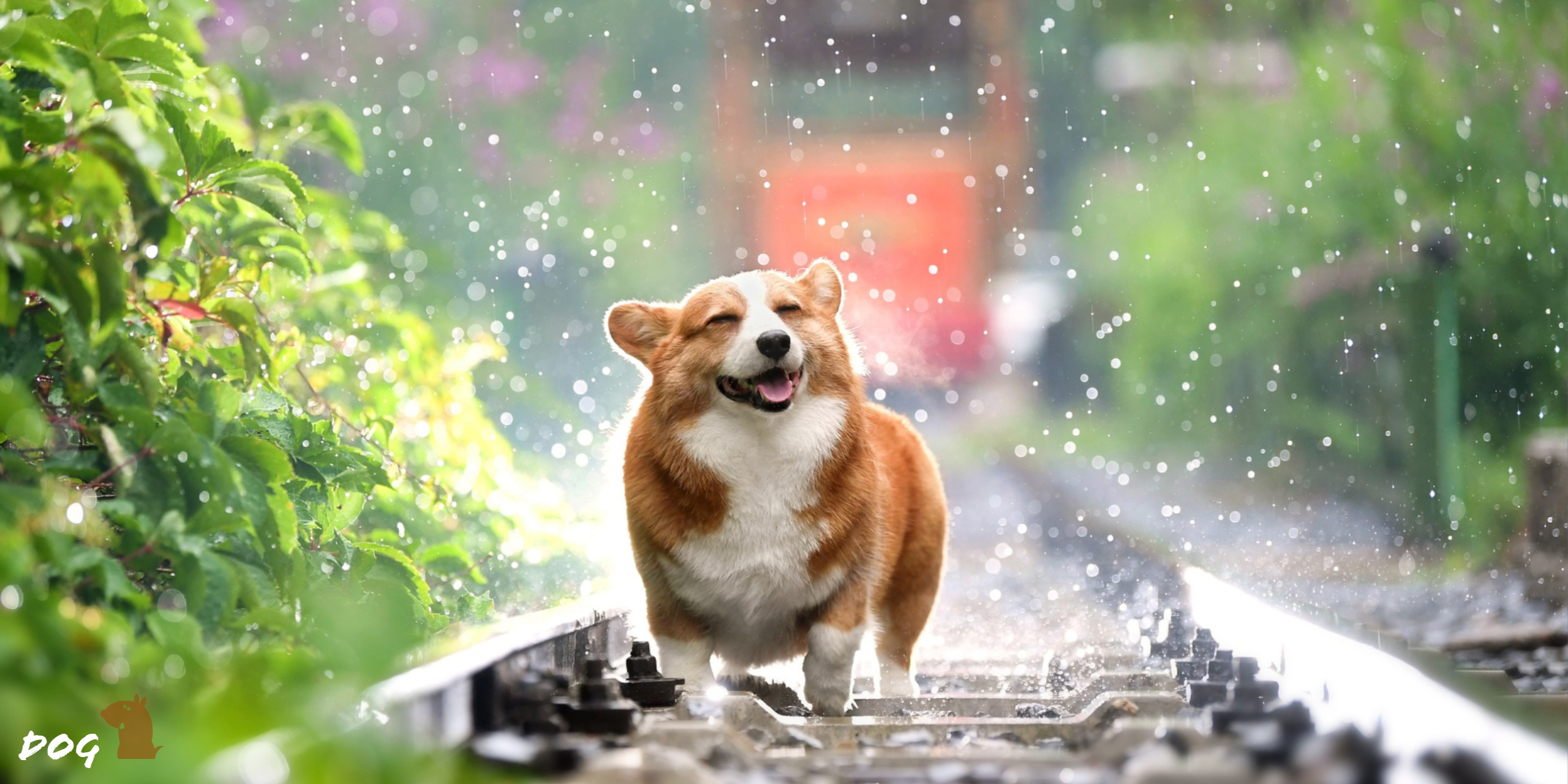 Cute CorgiWallpapers