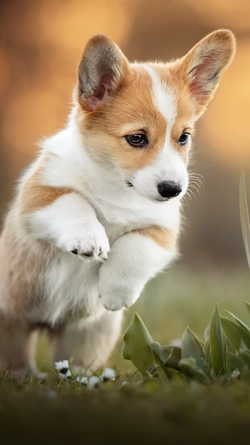 Cute CorgiWallpapers