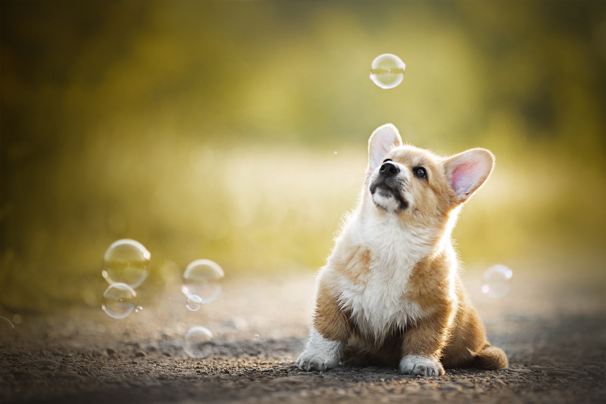 Cute CorgiWallpapers