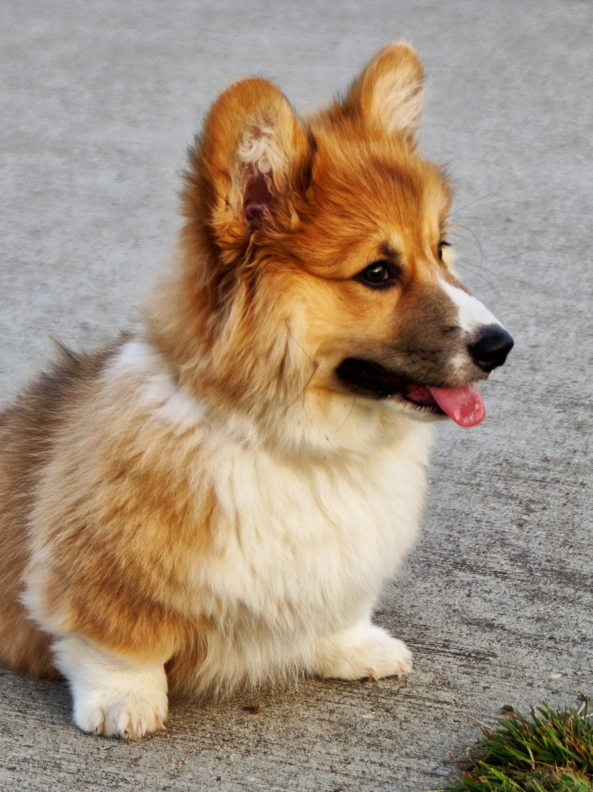 Cute CorgiWallpapers