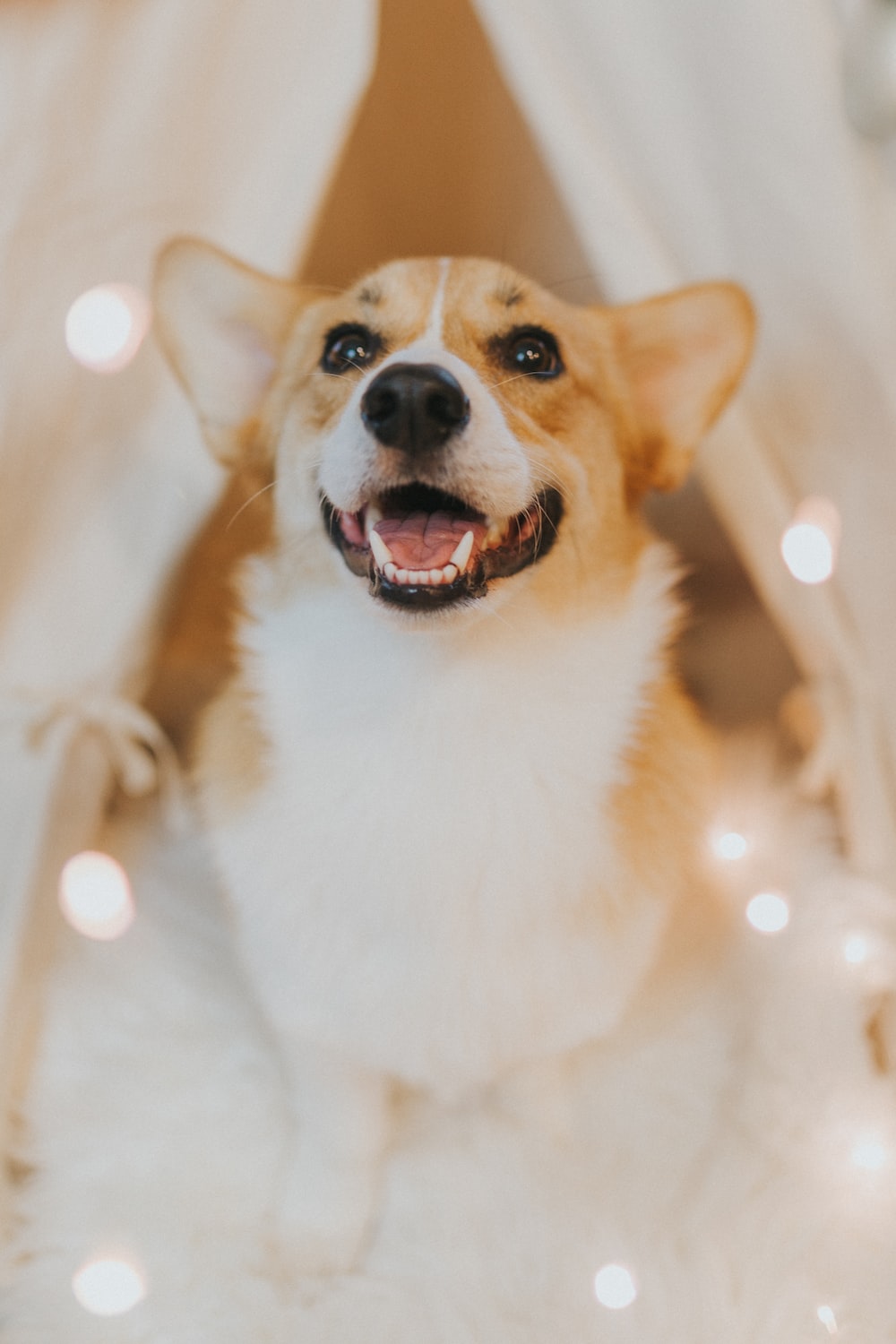 Cute CorgiWallpapers