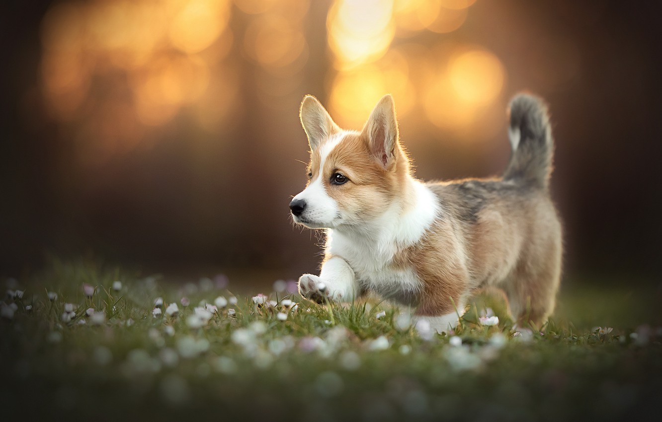 Cute CorgiWallpapers