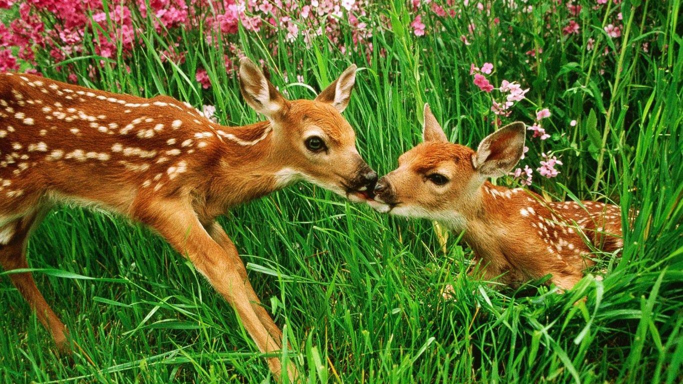 Cute DeerWallpapers