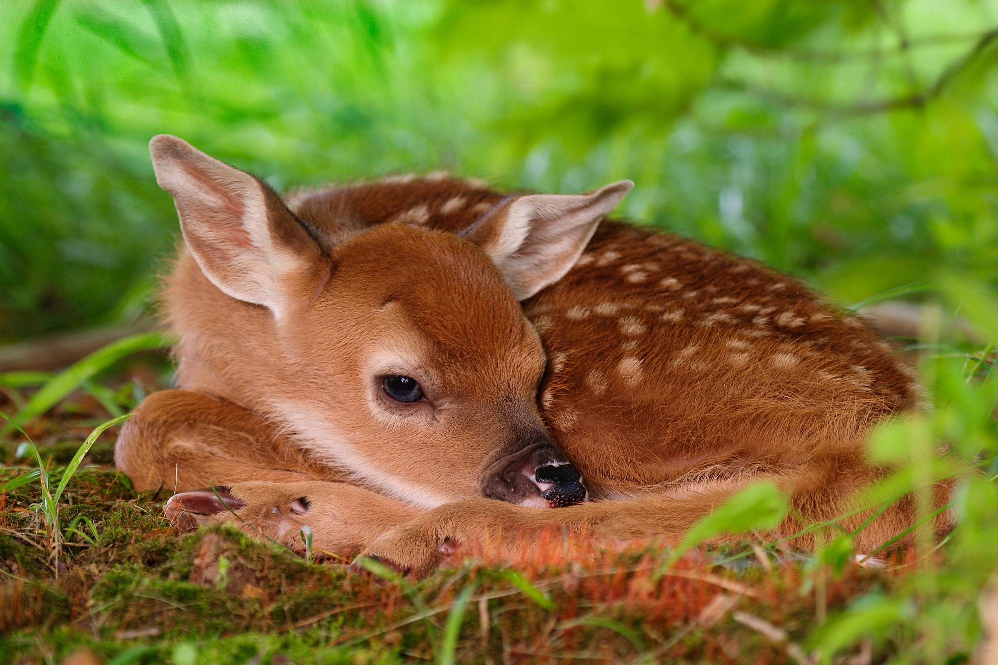 Cute DeerWallpapers