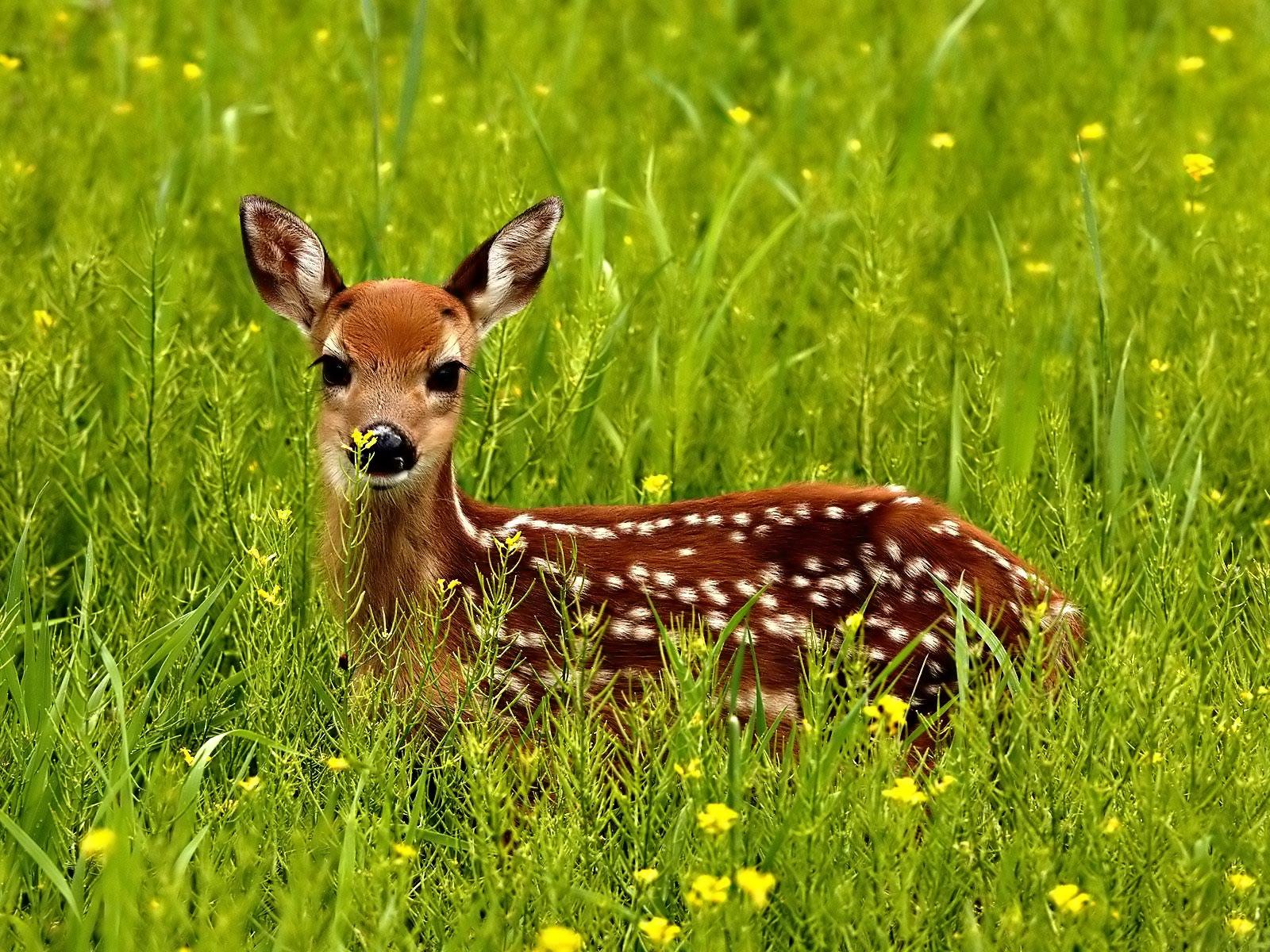 Cute DeerWallpapers