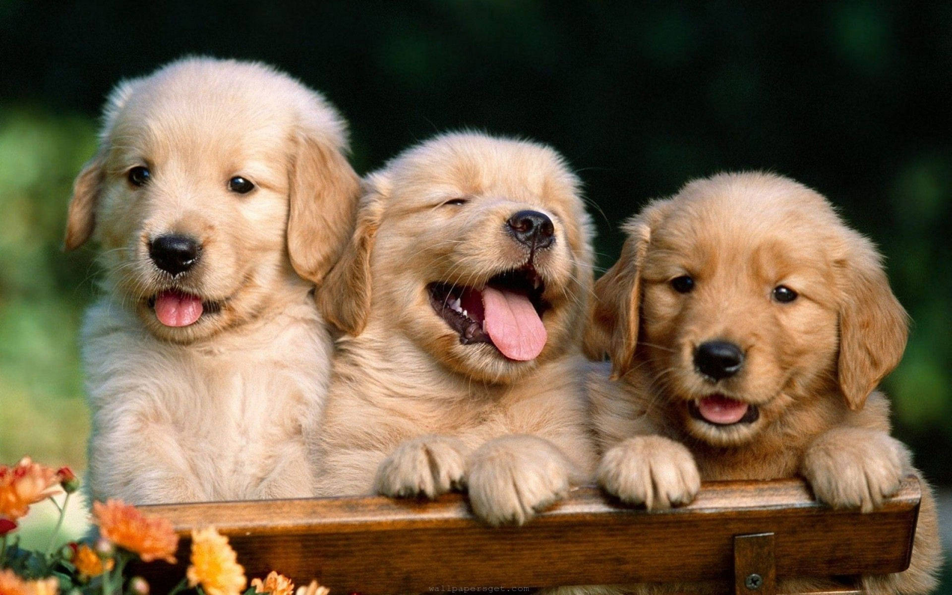 Cute Dog Wallpapers