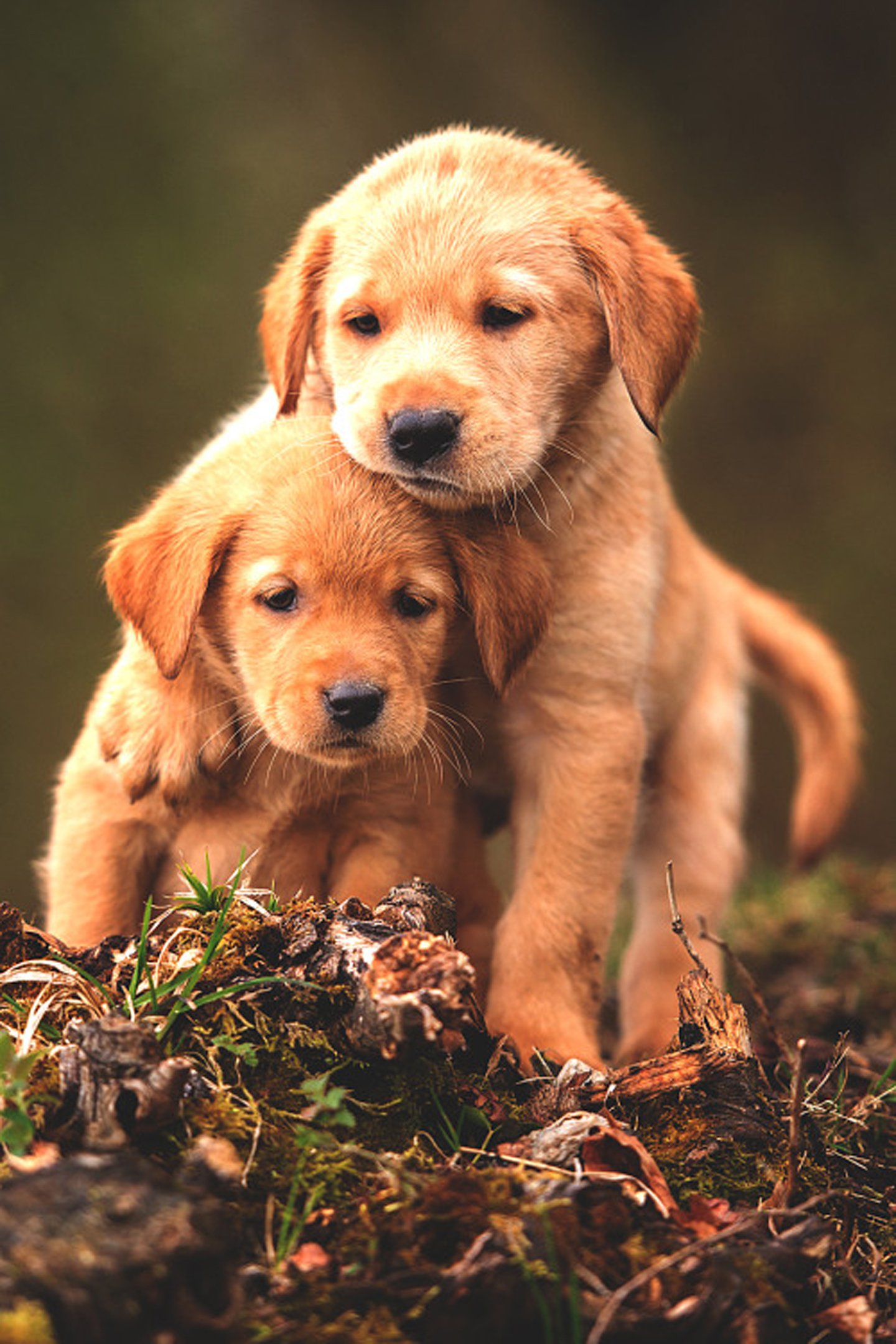 Cute Dog  Wallpapers